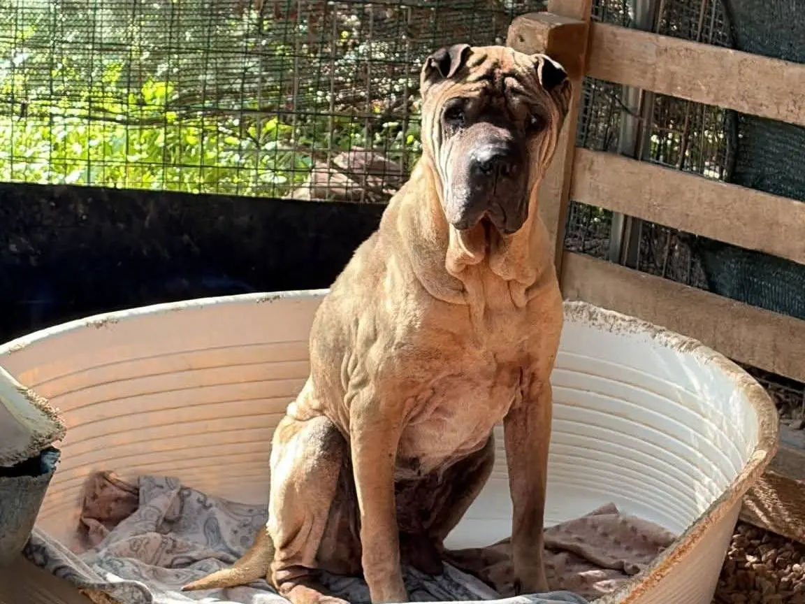 Adotta un cane, maschio, 11 anni e 9 mesi, Bari