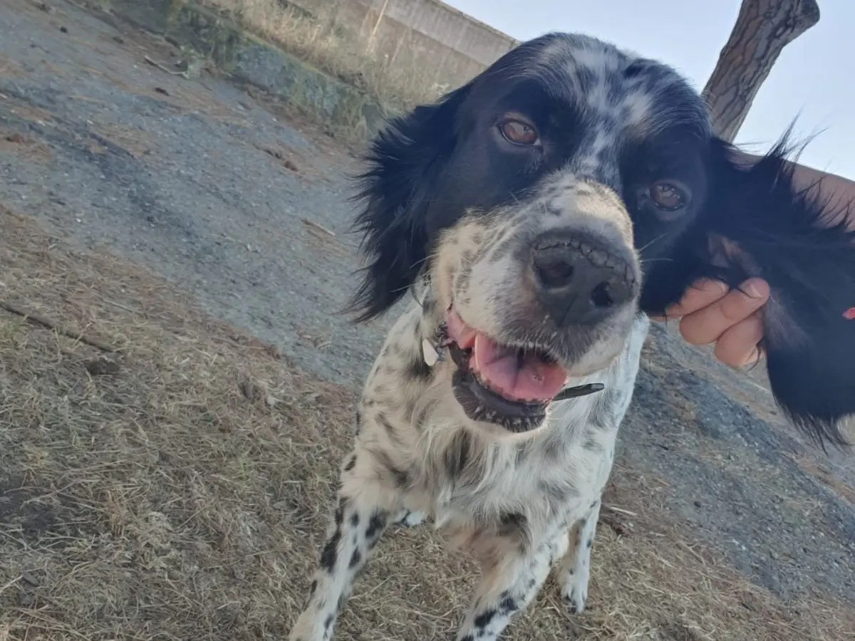 Adotta un cane, taglia media, femmina, Crotone