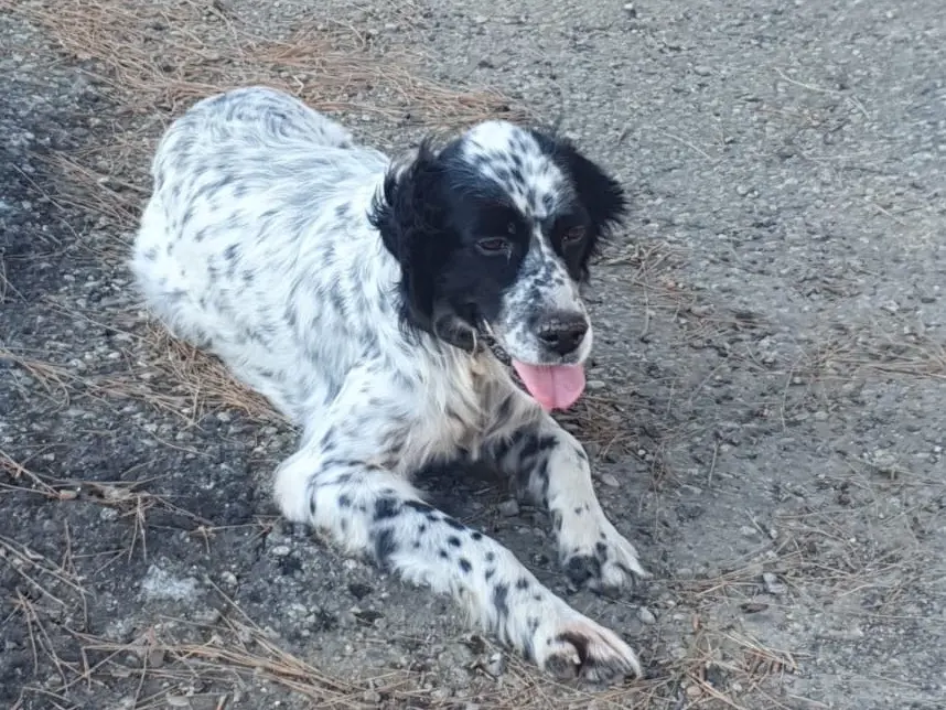 Adozione cane, femmina, Setter Inglese Razza sconosciuta, 9 anni, taglia media, Crotone