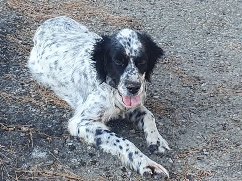 Adotta il cane Thea a Crotone