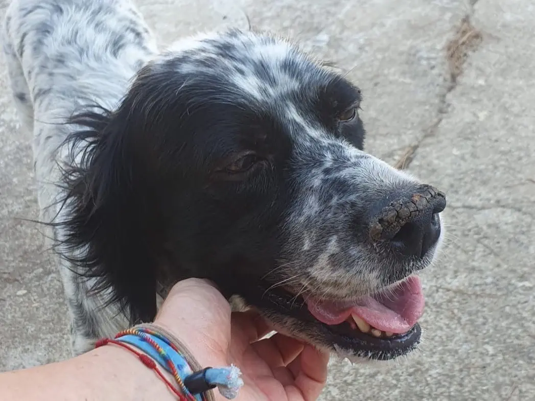 Vuoi adottare un cane a Crotone?