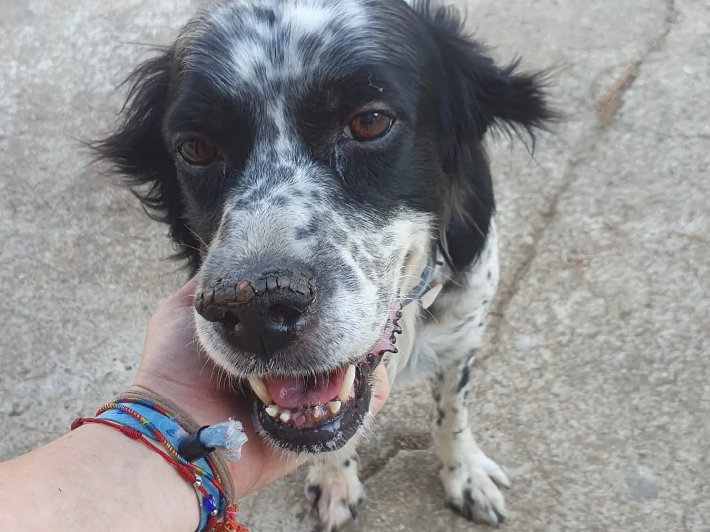Adotta un cane, femmina, 9 anni, Crotone