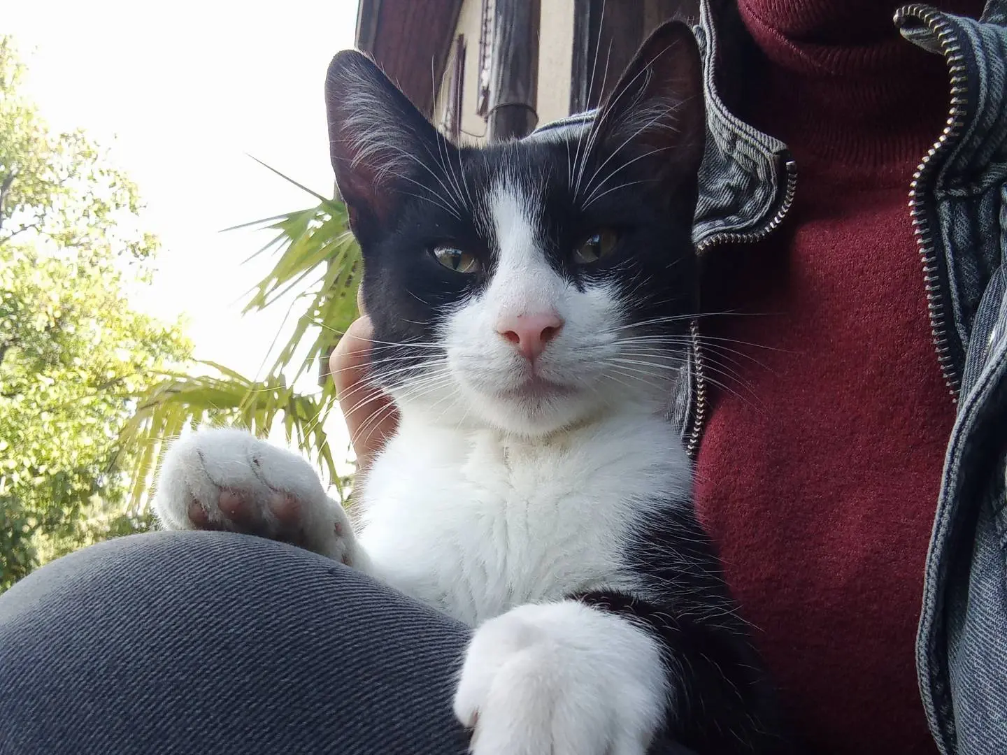 Adotta un gatto, maschio, 1 anno e 5 mesi, Trento