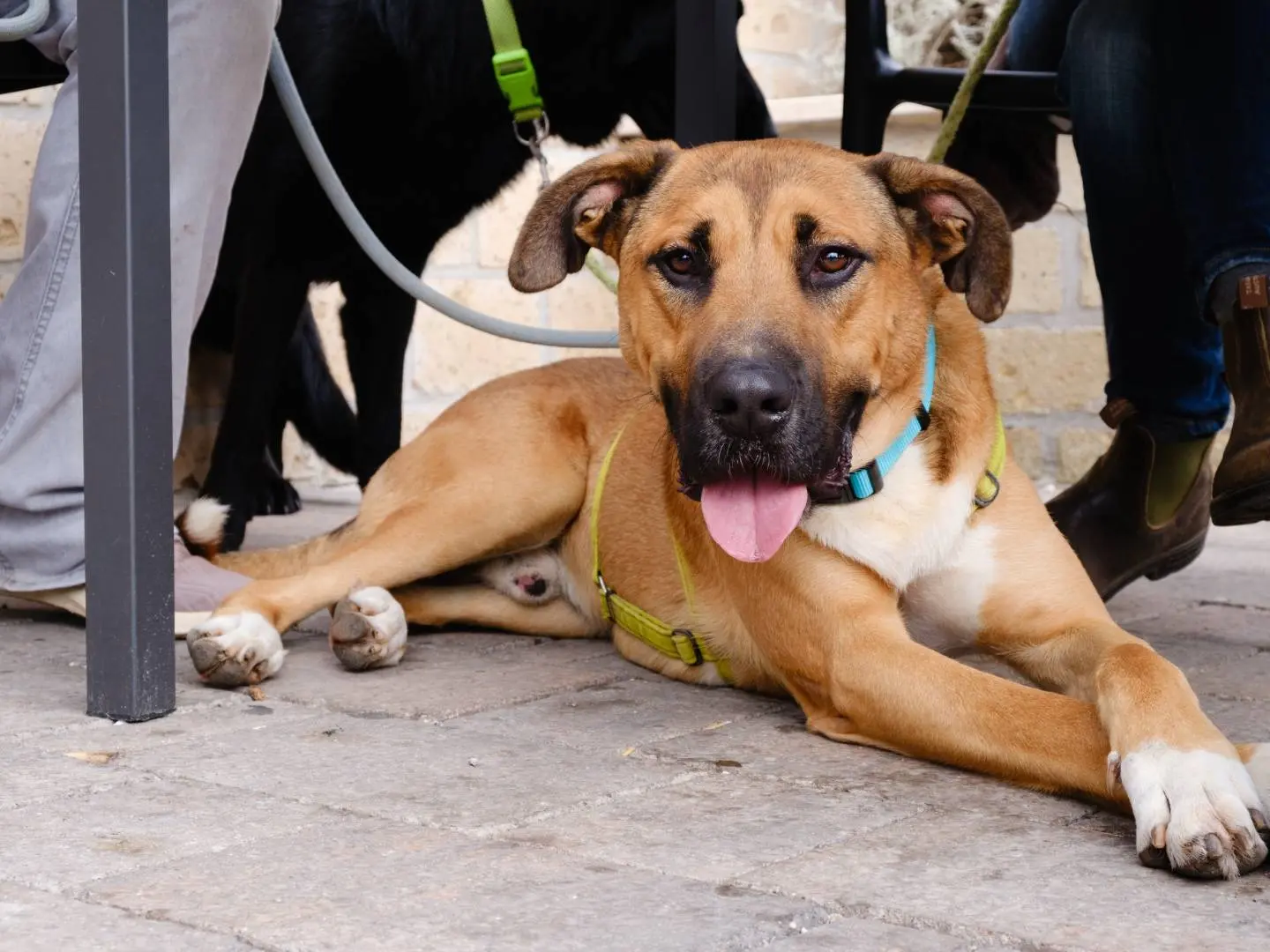 Adotta un cane, maschio, 3 anni e 8 mesi, Viterbo