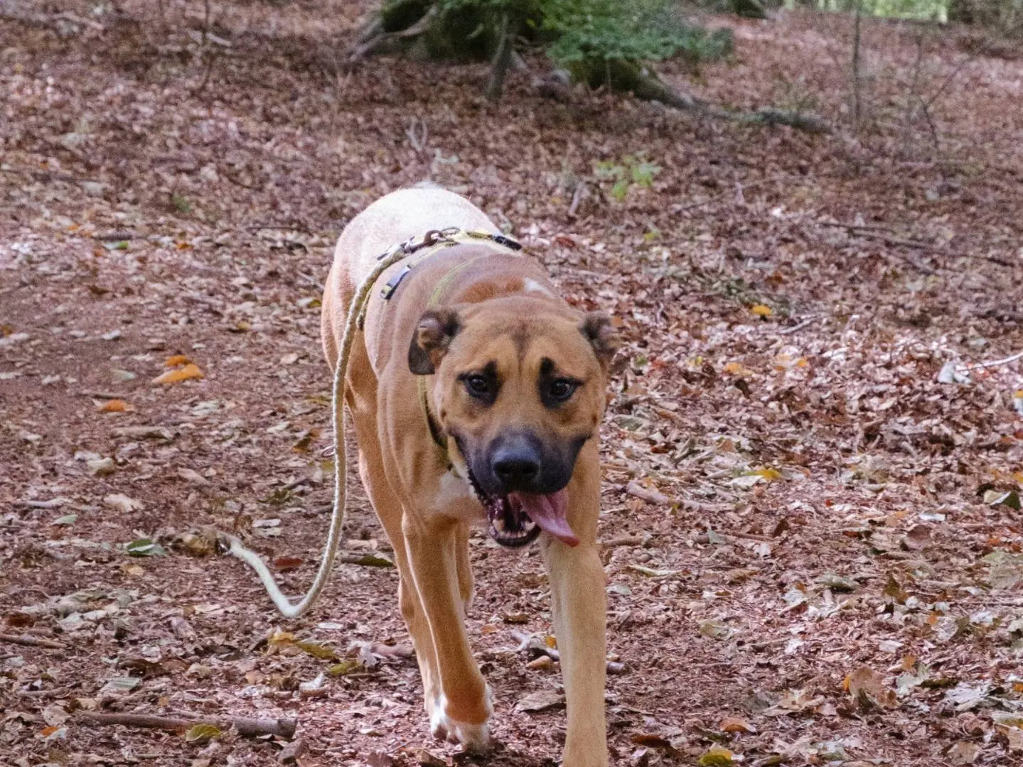 Adotta un cane, taglia grande, maschio, Viterbo