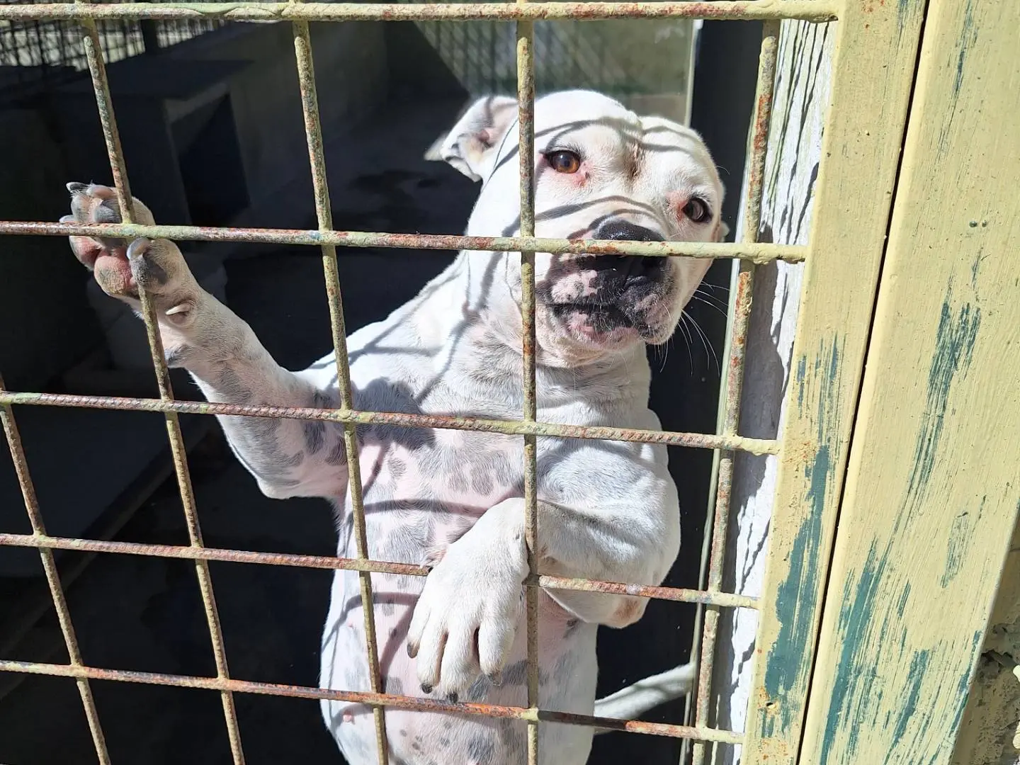 Adozione cane, femmina, Amstaff Razza sconosciuta, 6 anni e 5 mesi, taglia grande, Napoli