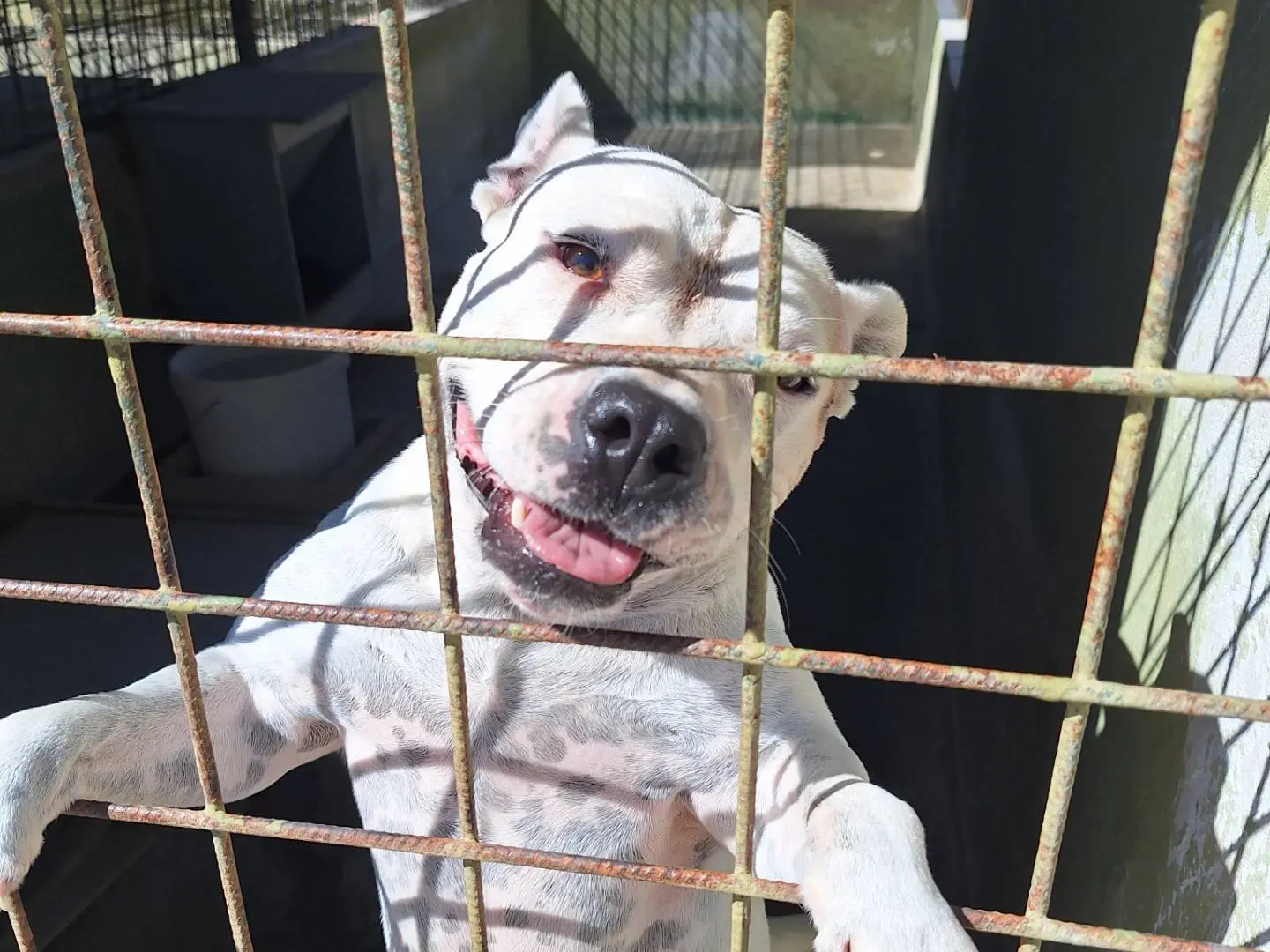Adotta un cane, femmina, 6 anni e 5 mesi, Napoli