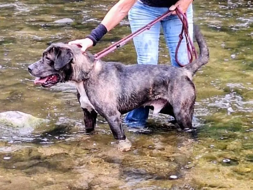 Vuoi adottare un cane a Varese?