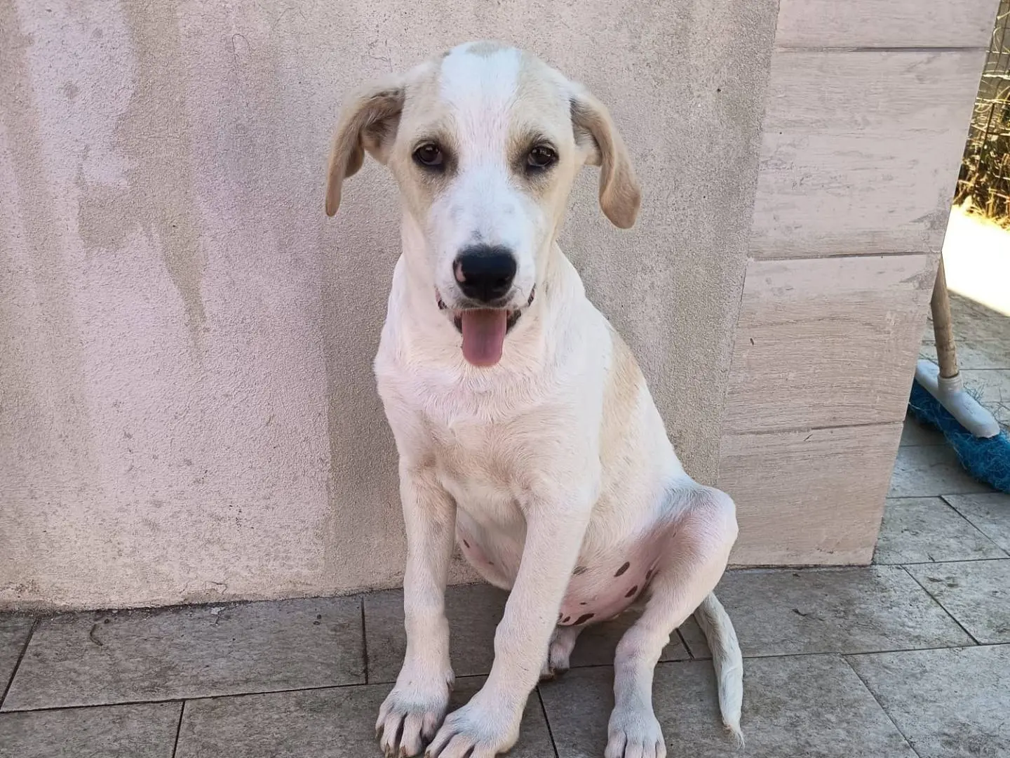 Adozione cane, maschio, Razza sconosciuta Razza sconosciuta, 3 mesi, taglia media, Latina