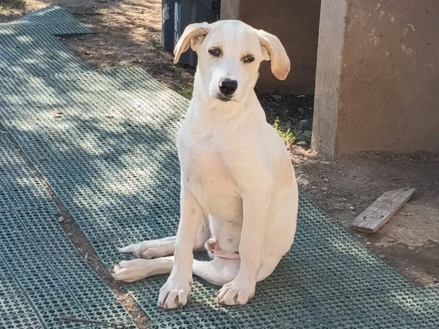Adotta un cane, maschio, 3 mesi, Latina