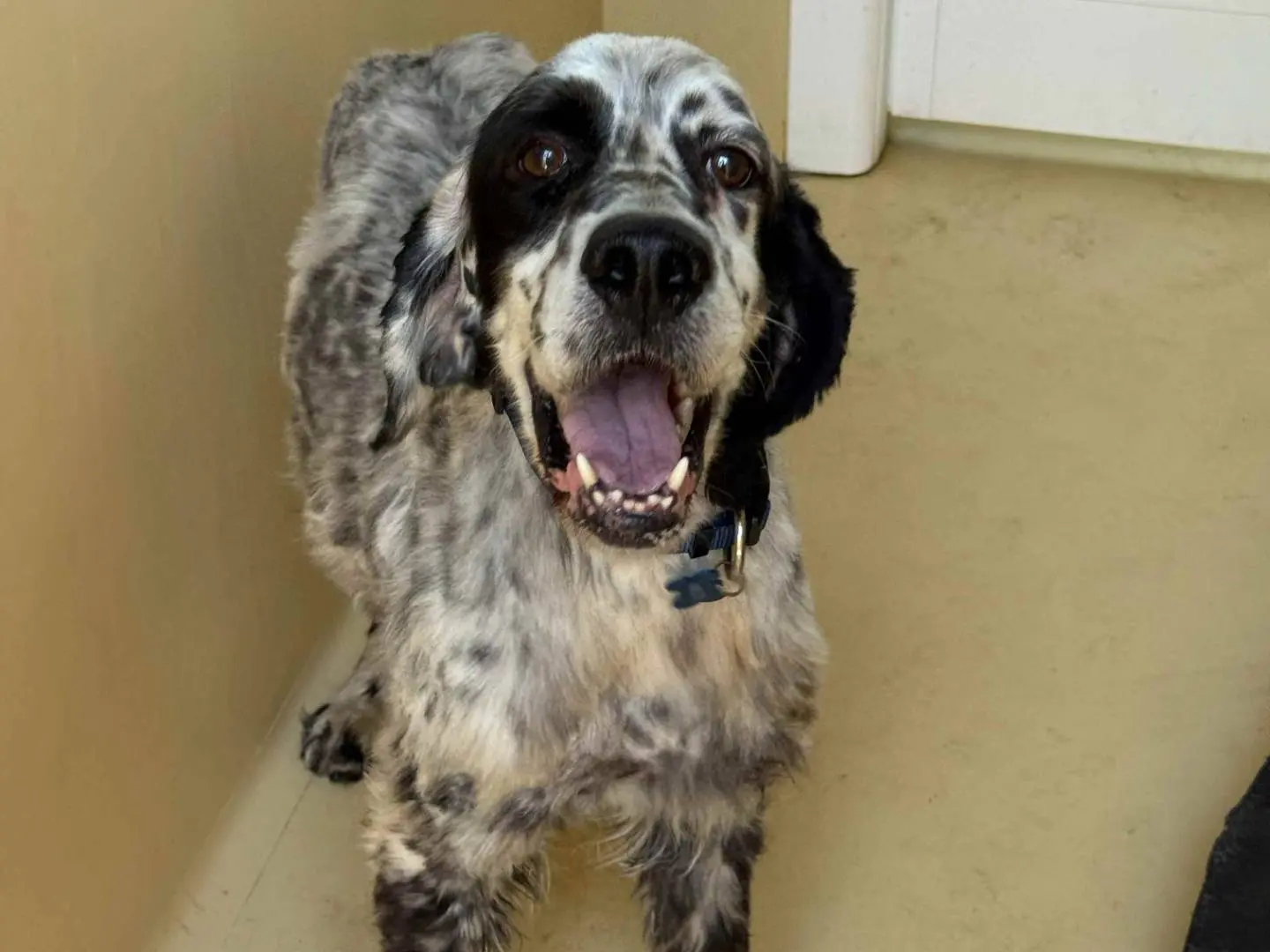 Adotta un cane, maschio, 9 anni e 7 mesi, Milano