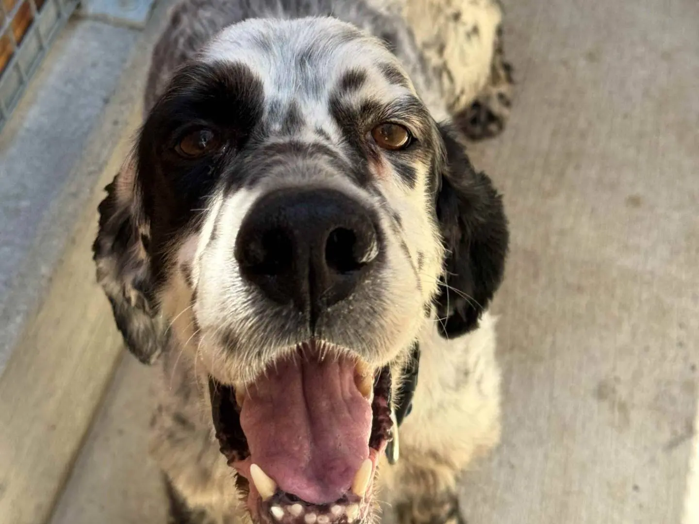 Adozione cane, maschio, Setter Inglese Razza sconosciuta, 9 anni e 7 mesi, taglia media, Milano