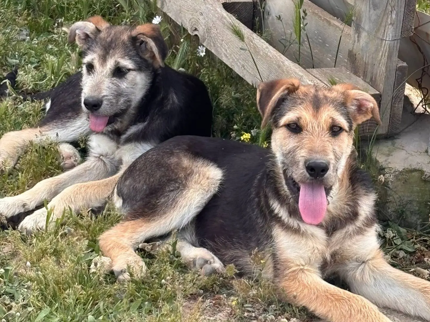 Adozione cane, maschio, Spinone Pastore tedesco, 11 mesi, taglia grande, Ragusa