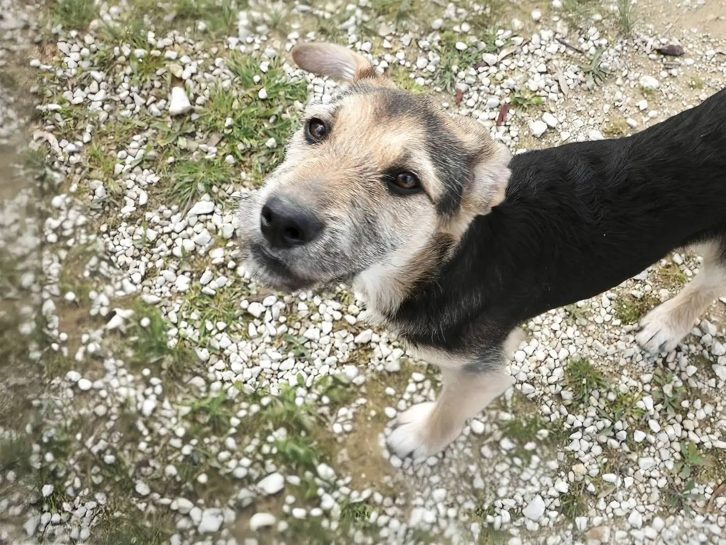 Adotta un cane, maschio, 11 mesi, Ragusa
