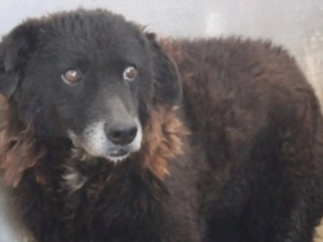 Adotta un cane, taglia media, femmina, Roma