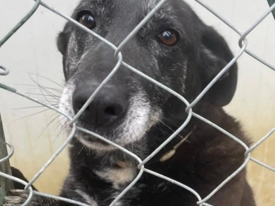 Adozione cane, femmina, Razza sconosciuta Razza sconosciuta, 11 anni e 3 mesi, taglia media, Roma