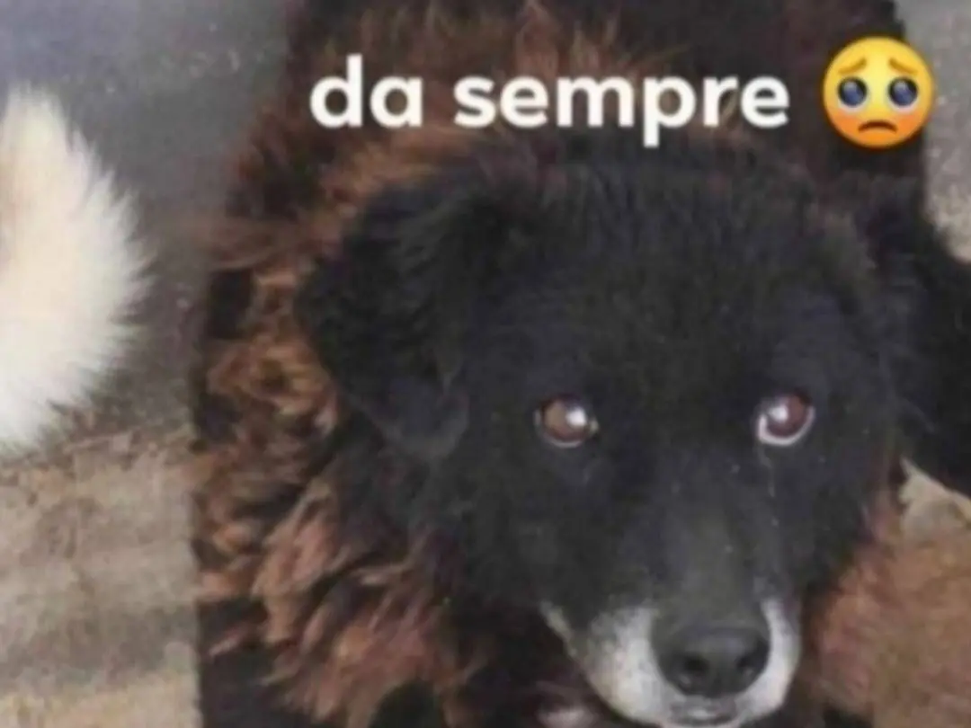 Adotta un cane, femmina, 11 anni e 3 mesi, Roma