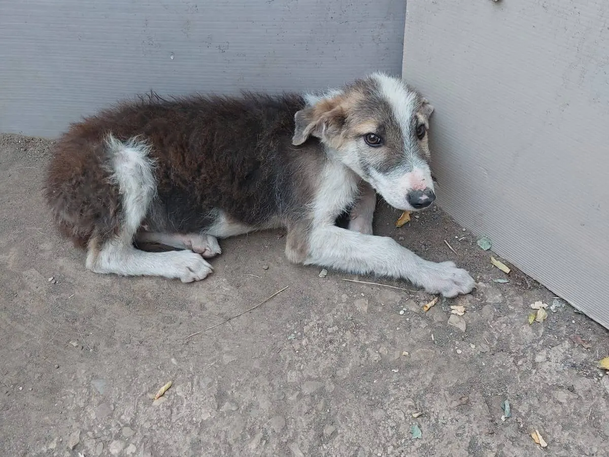 Adozione cane, maschio, Razza sconosciuta Razza sconosciuta, 1 anno e 2 mesi, taglia media, Potenza