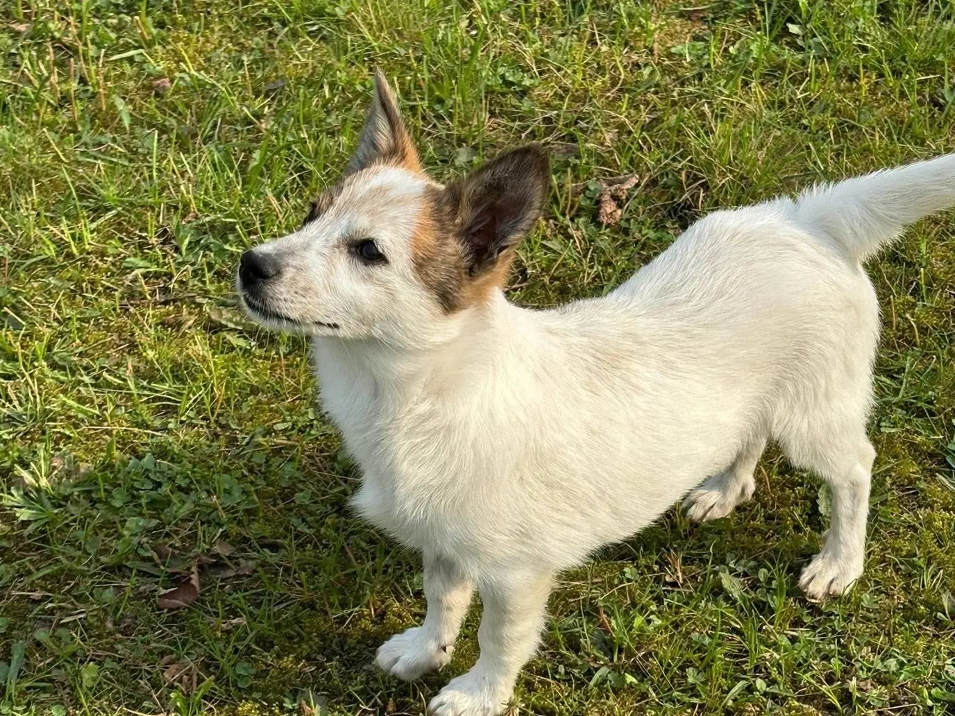 Adotta un cane, maschio, 3 mesi, Potenza
