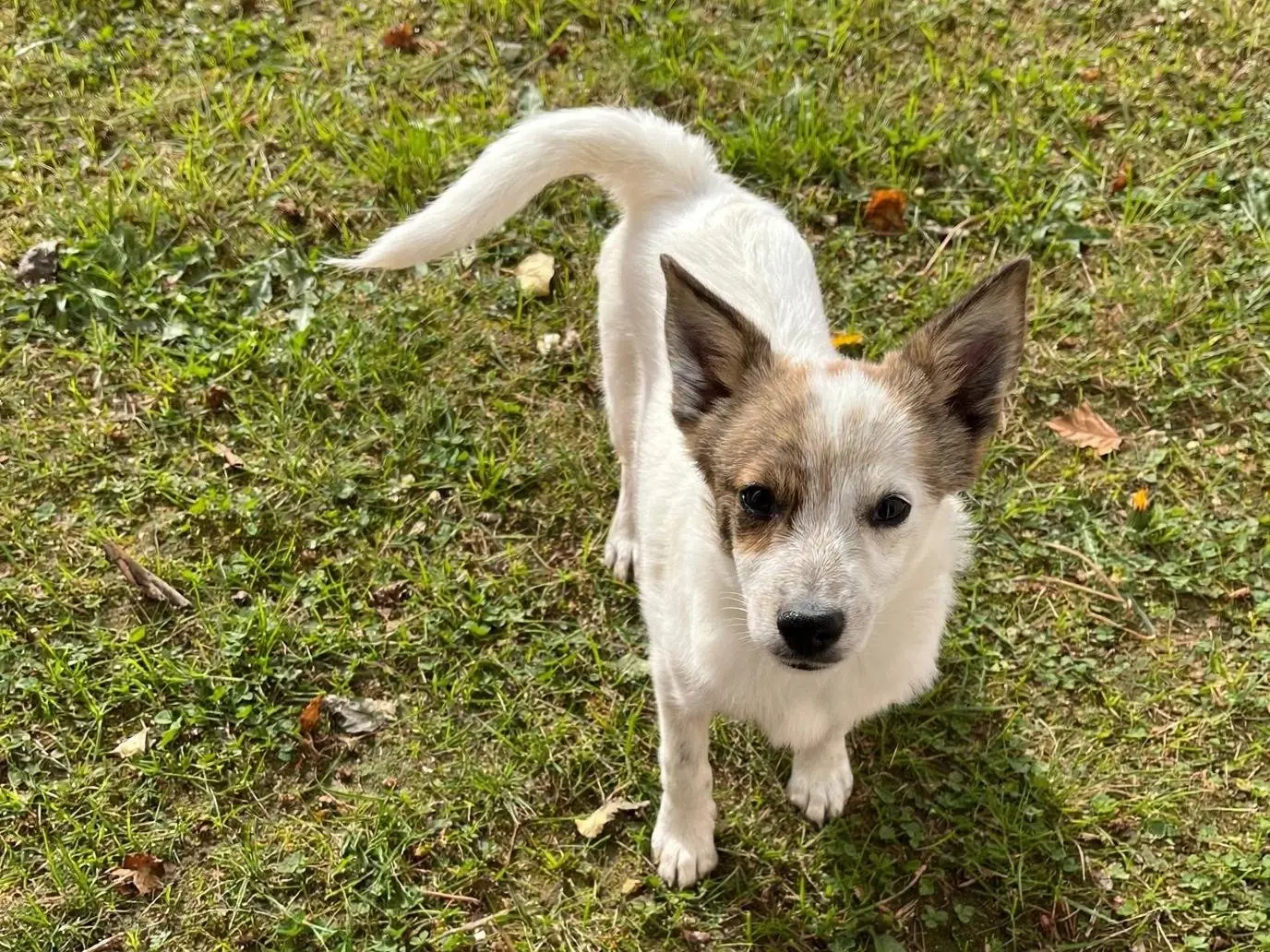 Adozione cane, maschio, Razza sconosciuta Razza sconosciuta, 3 mesi, taglia piccola, Potenza