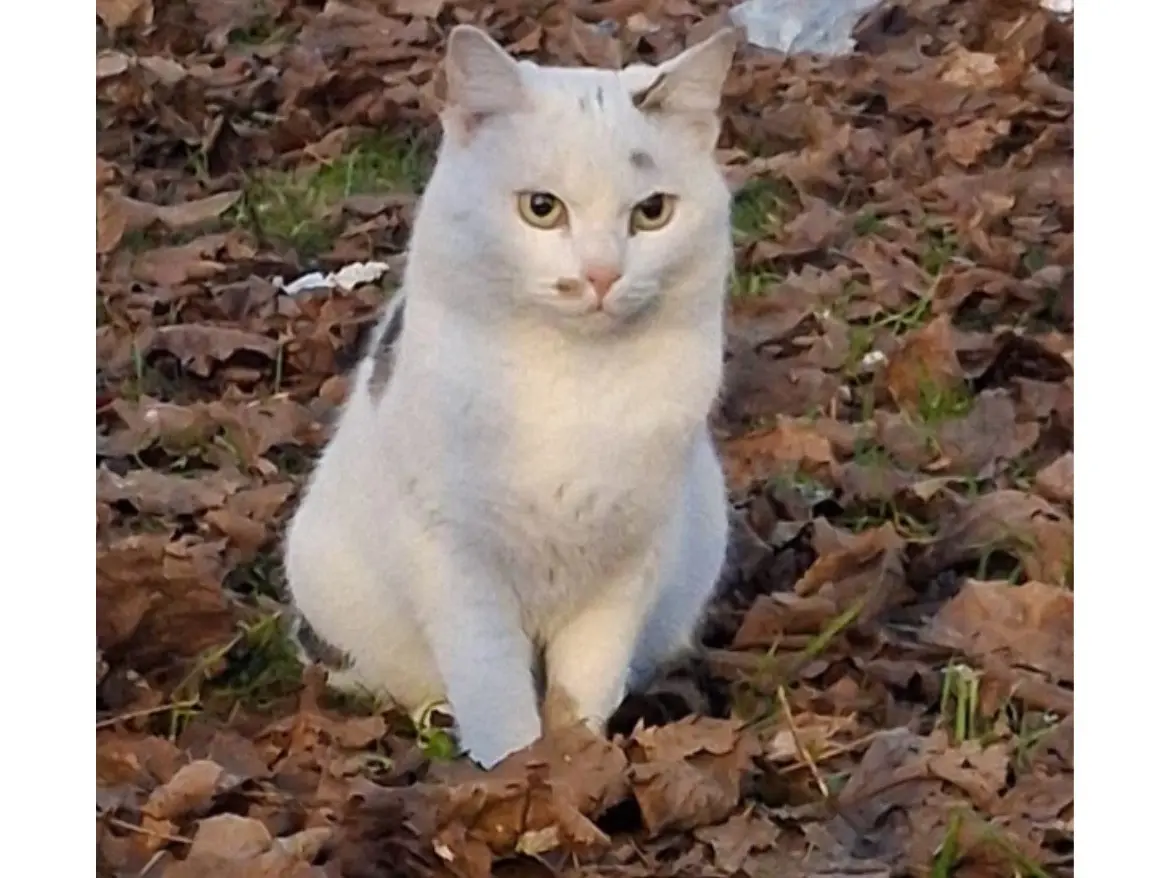Adozione gatto, femmina, Razza sconosciuta Razza sconosciuta, 2 anni e 7 mesi, taglia non valida, Torino