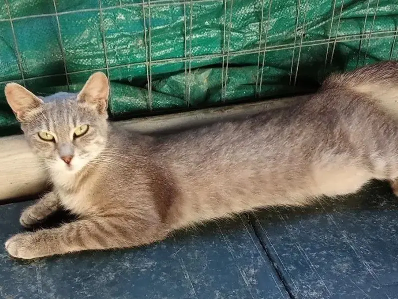 Adozione gatto, femmina, Razza sconosciuta Razza sconosciuta, 3 anni e 8 mesi, taglia non valida, Taranto