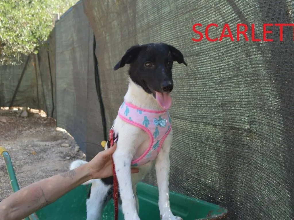 Adotta un cane, femmina, 5 mesi, Lecce