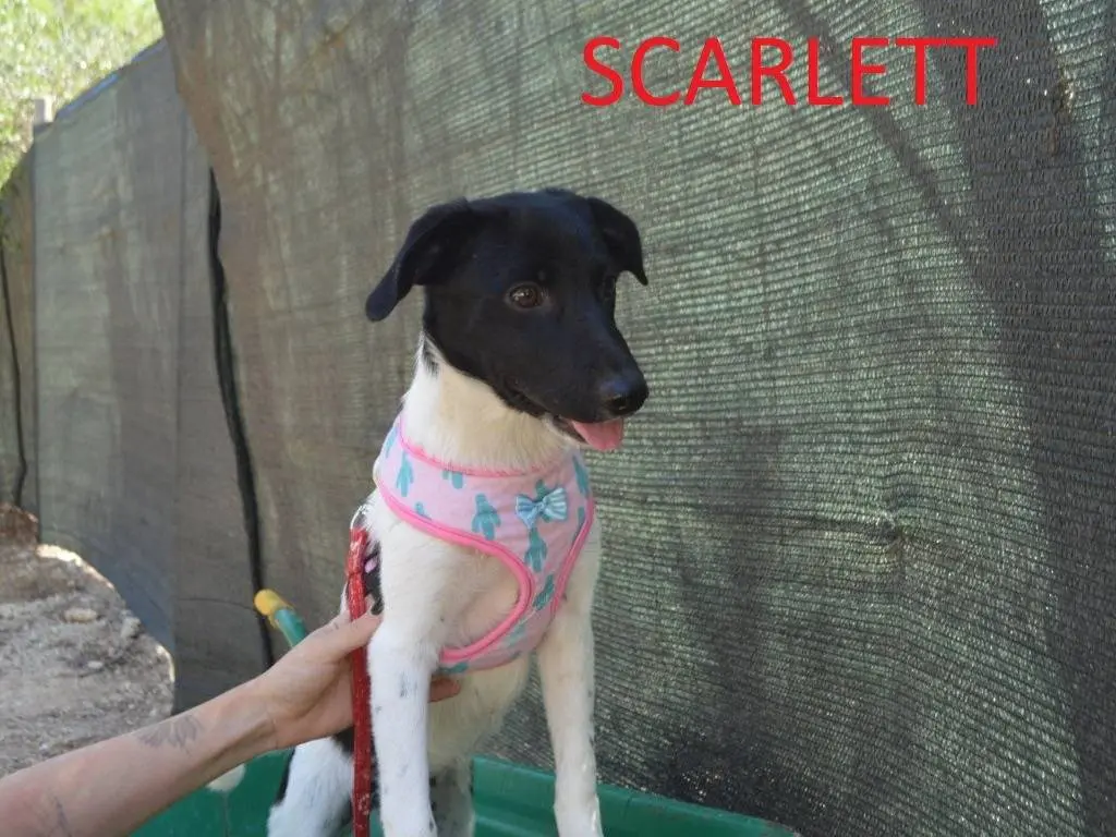 Adotta un cane, taglia media contenuta, femmina, Lecce