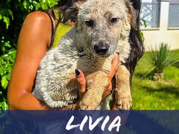 Adozione cane, femmina, Razza sconosciuta Razza sconosciuta, 5 mesi, taglia media, Crotone