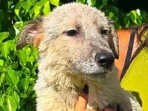 Adotta un cane, femmina, 5 mesi, Crotone