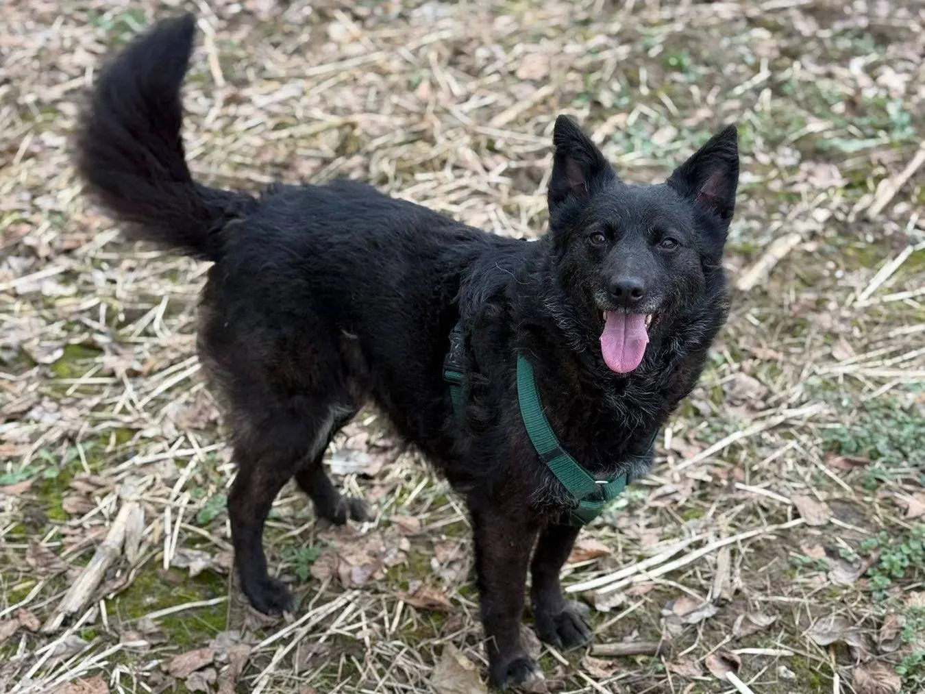 Vuoi adottare un cane a Firenze?