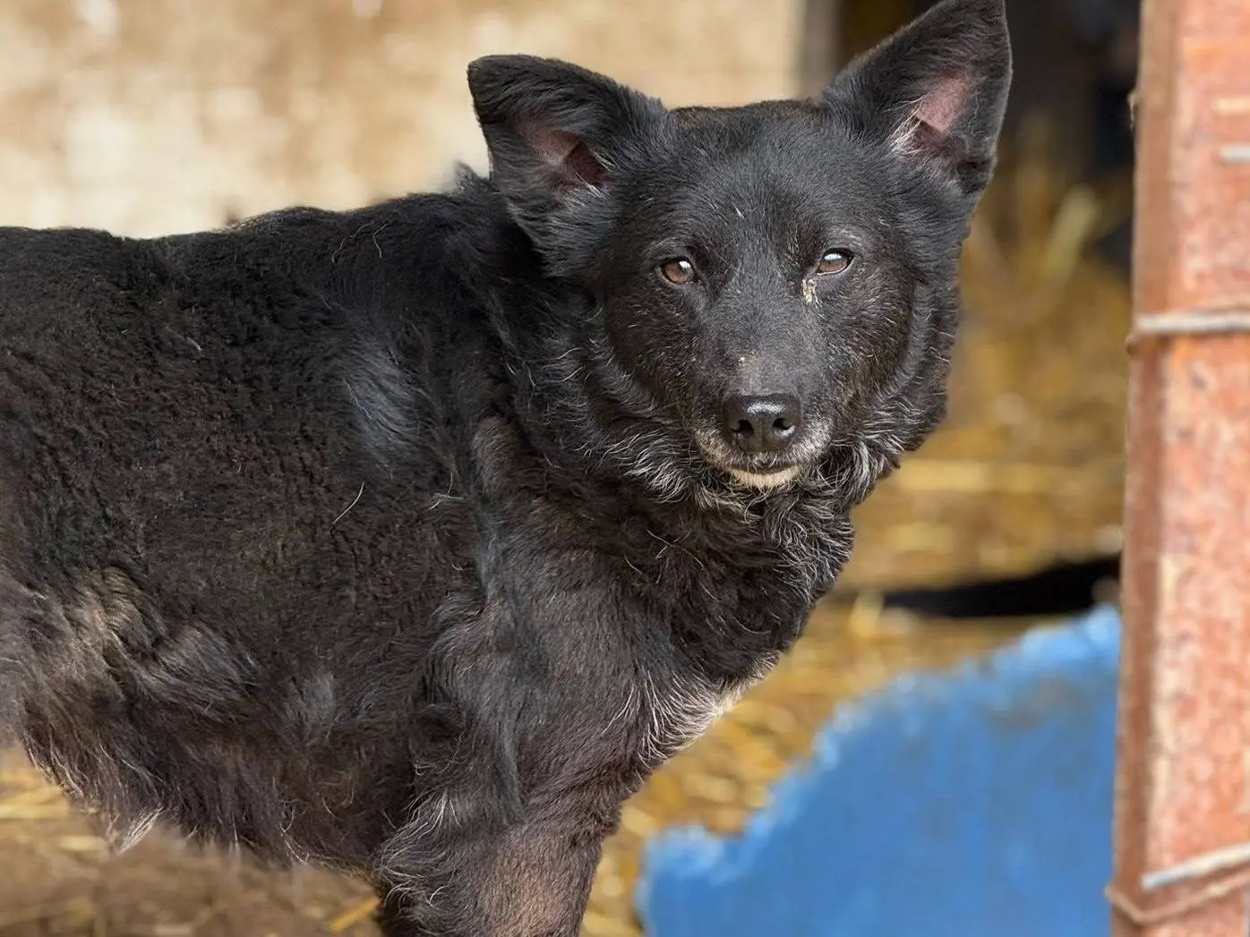 Adotta un cane, femmina, 5 anni e 4 mesi, Firenze