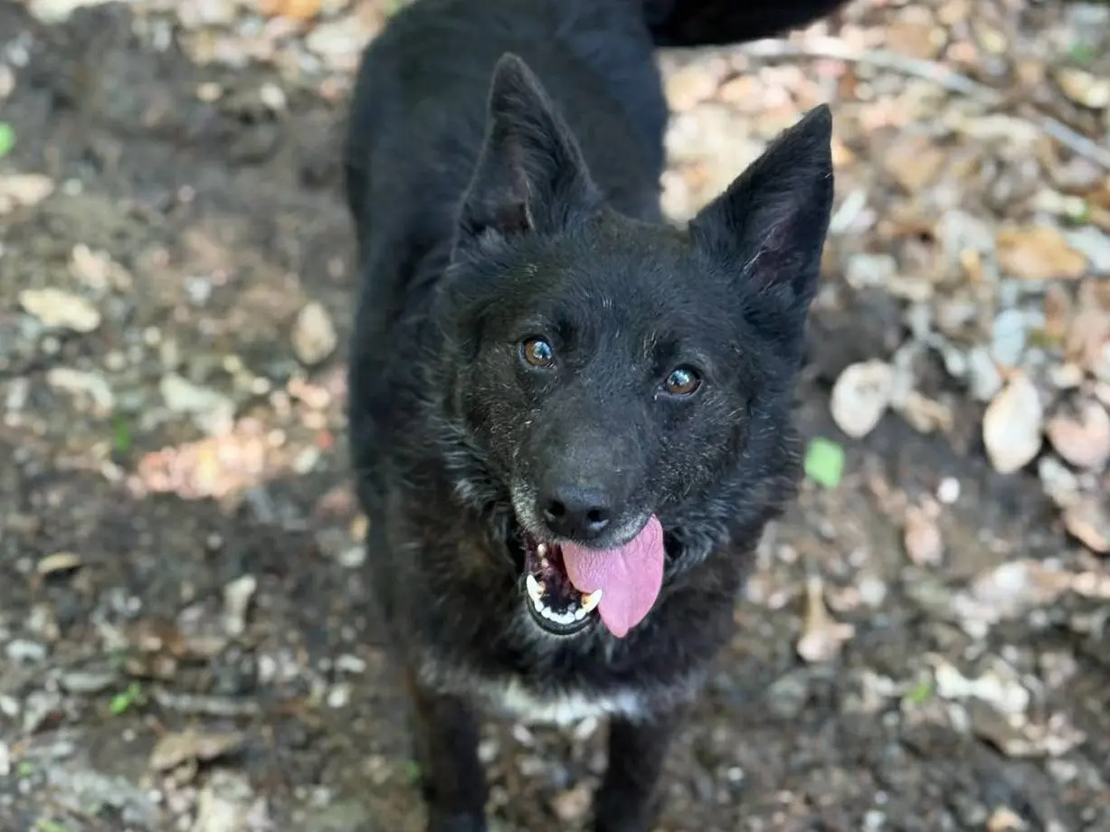 Adozione cane, femmina, Razza sconosciuta Razza sconosciuta, 5 anni e 4 mesi, taglia media contenuta, Firenze