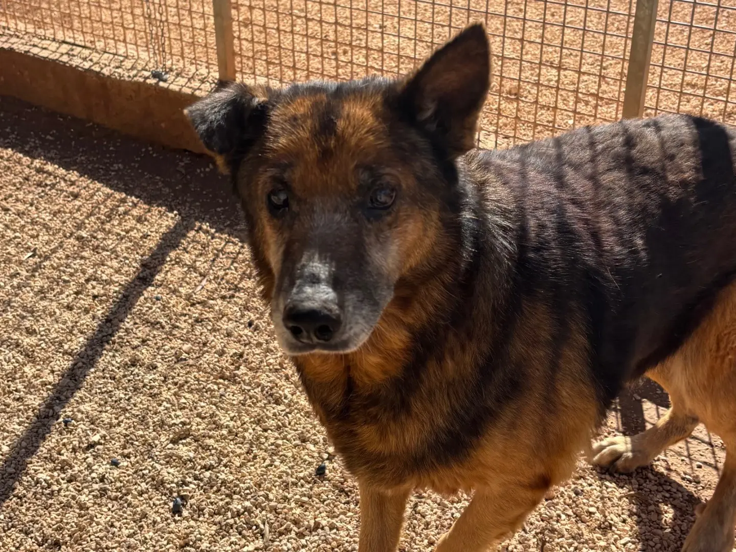 Adozione cane, maschio, Razza sconosciuta Razza sconosciuta, 14 anni e 5 mesi, taglia media, Taranto