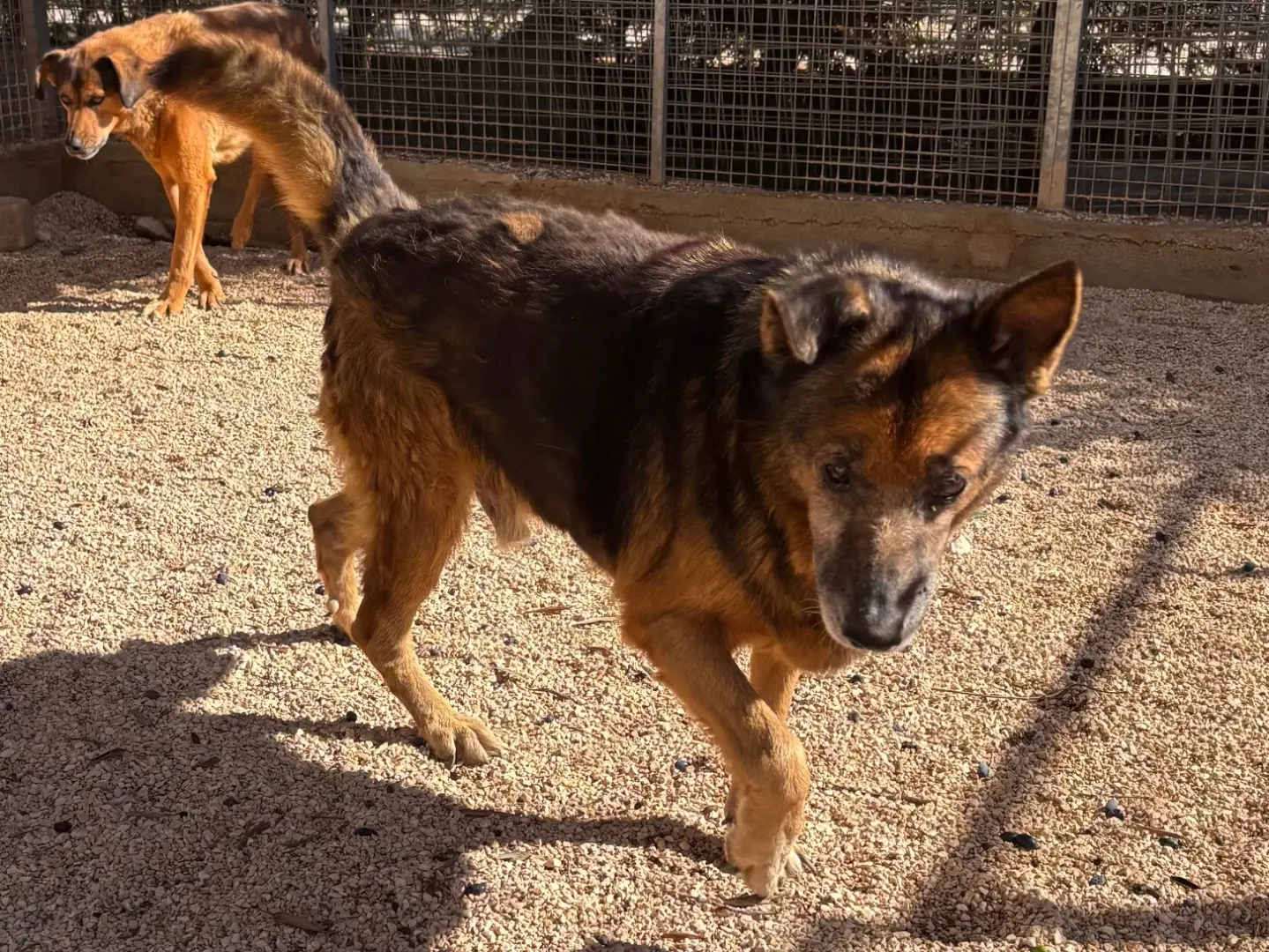 Adotta un cane, maschio, 14 anni e 5 mesi, Taranto