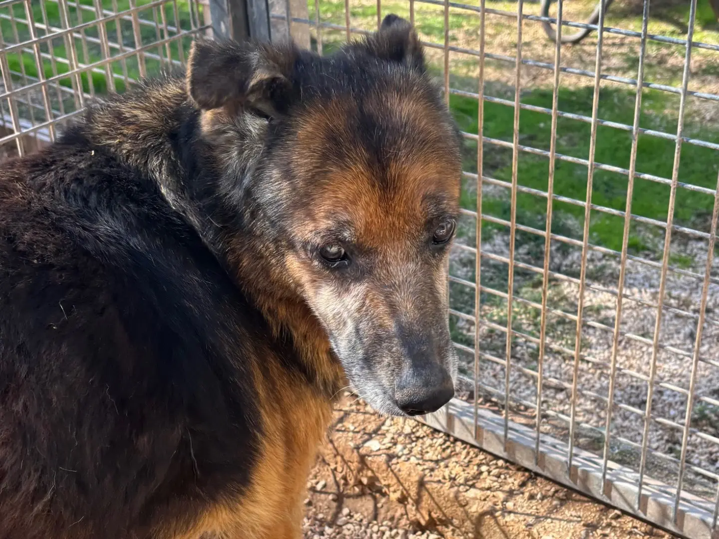 Adotta un cane, taglia media, maschio, Taranto