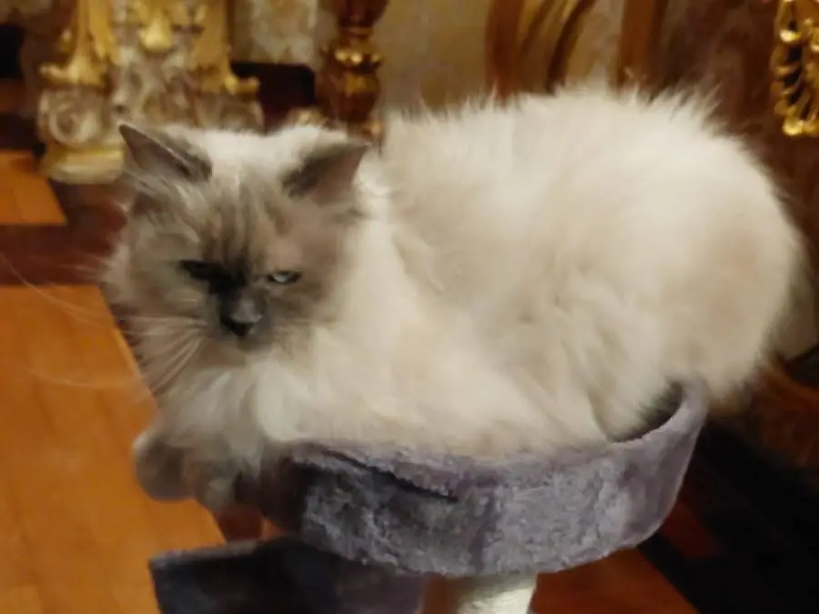 Adotta un gatto, femmina, 10 anni, Catanzaro