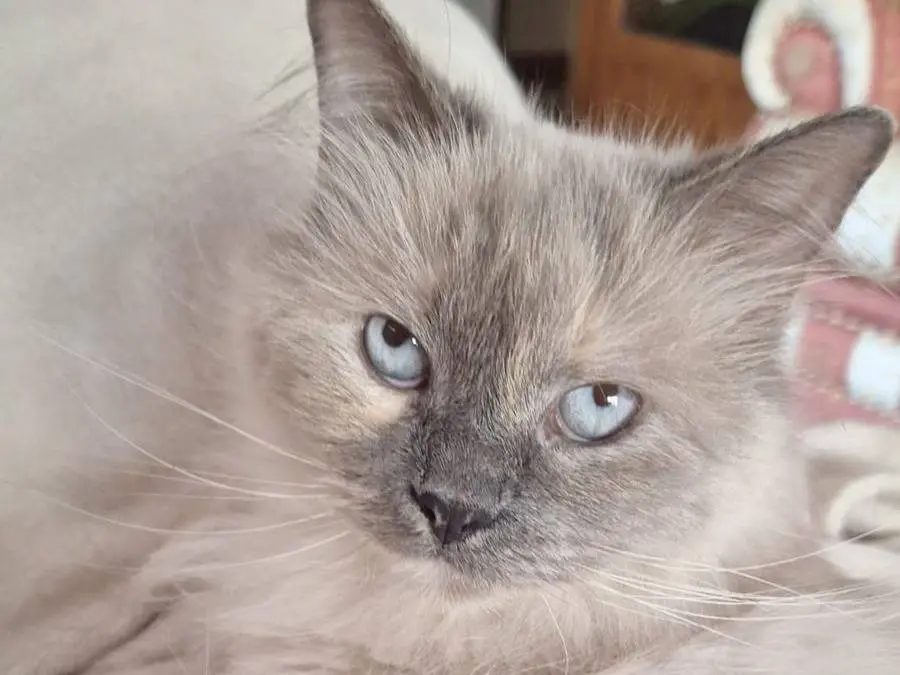 Adozione gatto, femmina, Siberiano Razza sconosciuta, 10 anni, taglia non valida, Catanzaro