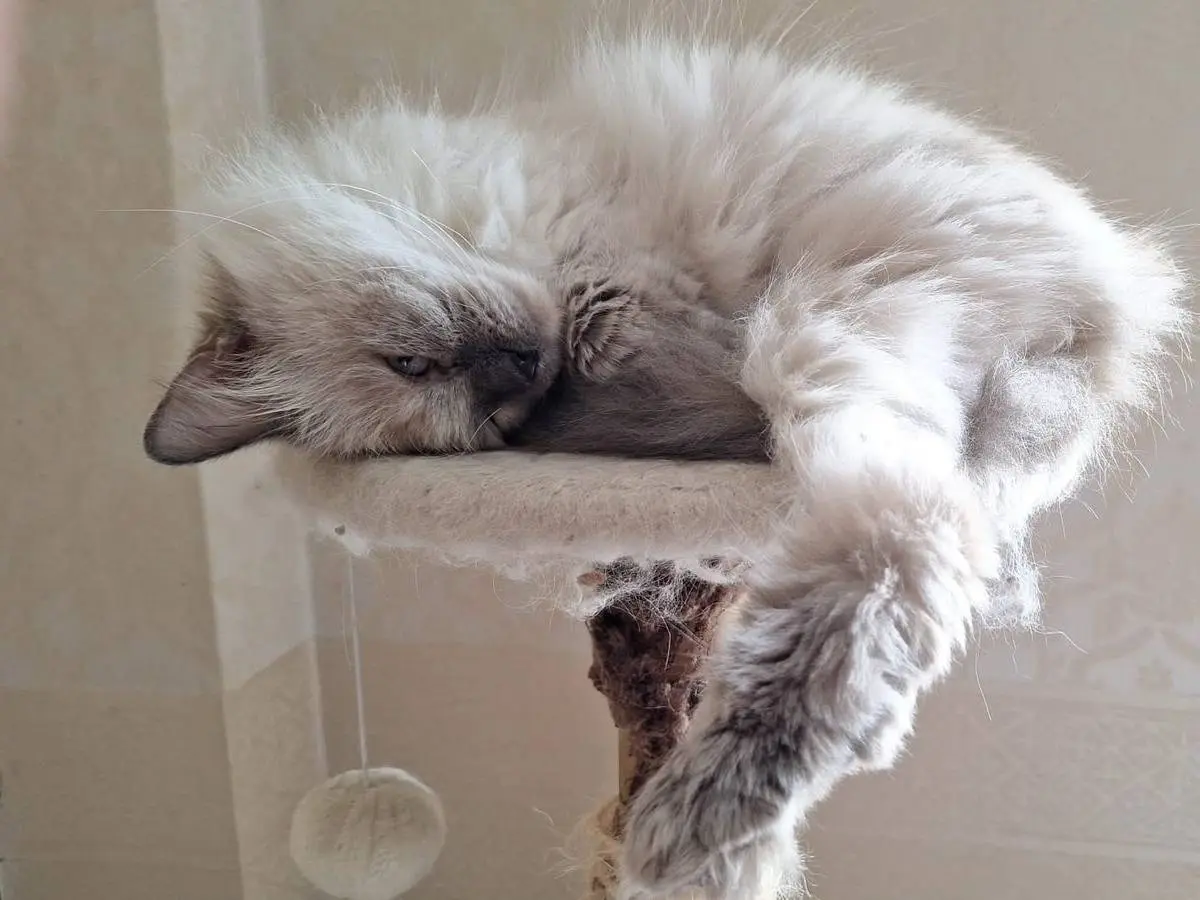 Adotta un gatto, taglia non valida, femmina, Catanzaro