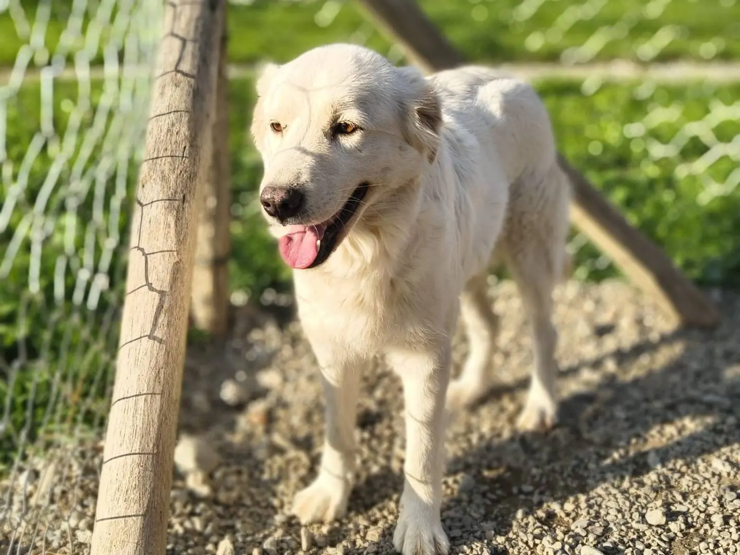 Adotta un cane, femmina, 2 anni e 1 mese, Crotone