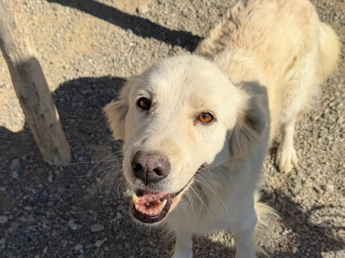 Adozione cane, femmina, Razza sconosciuta Razza sconosciuta, 2 anni e 1 mese, taglia media, Crotone