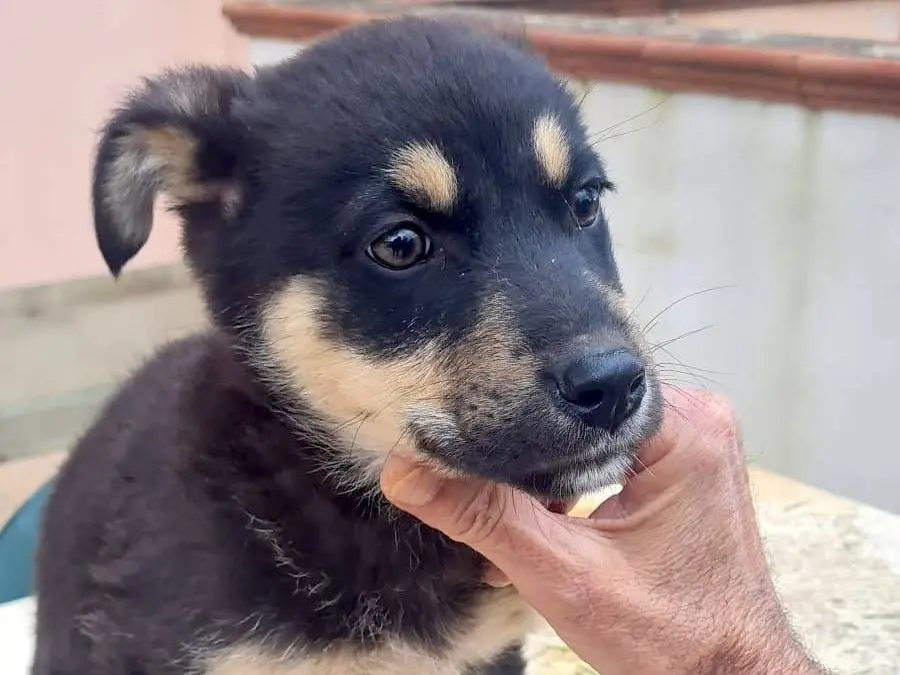 Vuoi adottare un cane a Vibo?
