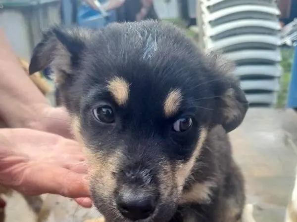 Adozione cane, femmina, Razza sconosciuta Razza sconosciuta, 11 mesi, taglia media, Vibo