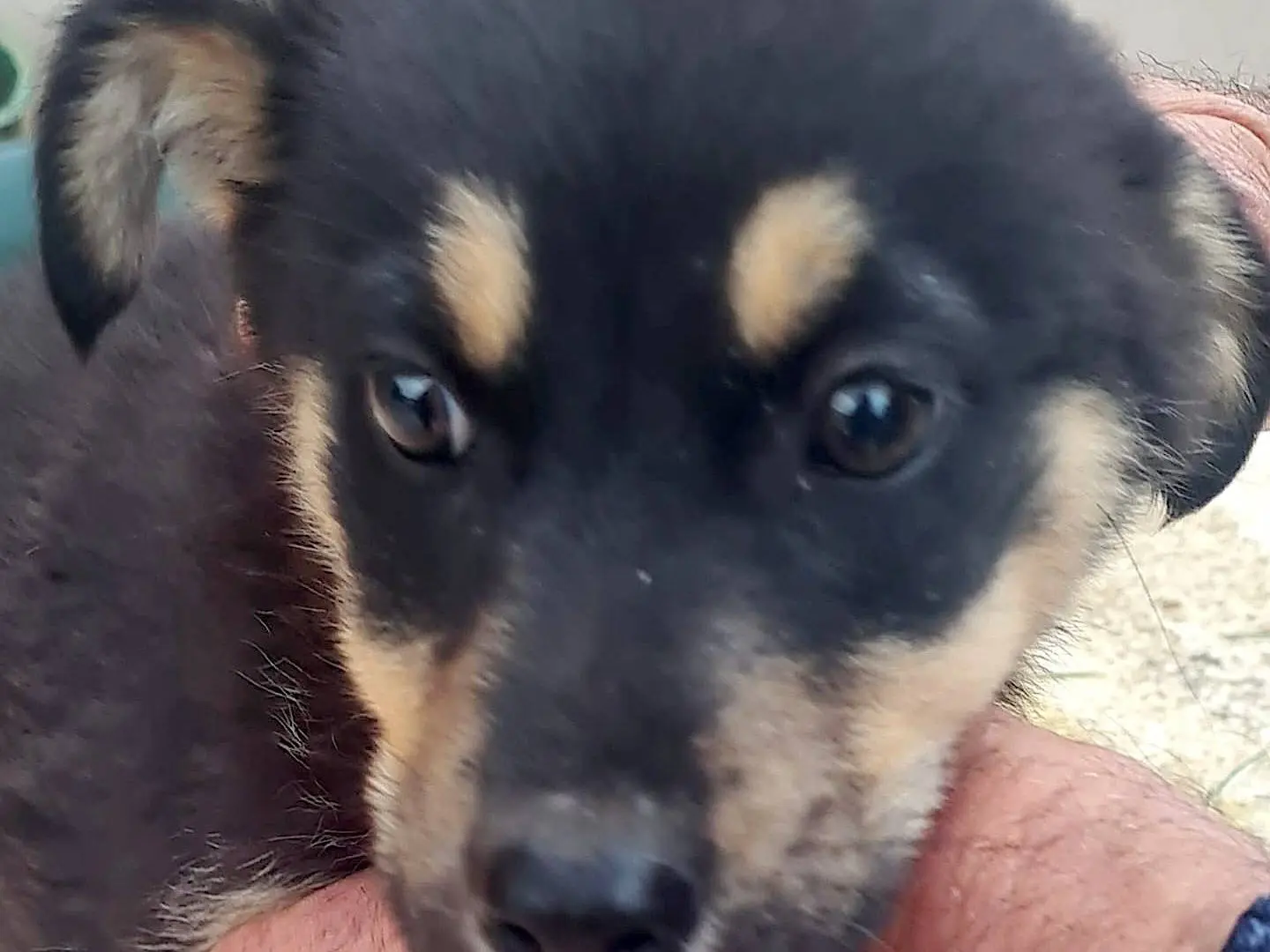 Adotta un cane, taglia media, femmina, Vibo