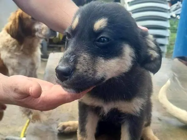 Adotta un cane, femmina, 11 mesi, Vibo