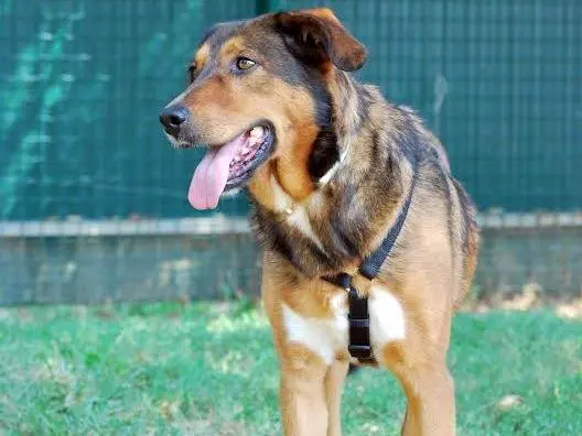 Adotta un cane, femmina, 11 anni e 3 mesi, Bergamo