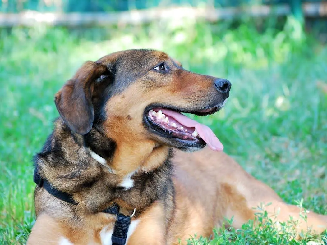 Adozione cane, femmina, Pastore Belga Tervuren Razza sconosciuta, 11 anni e 3 mesi, taglia media, Bergamo