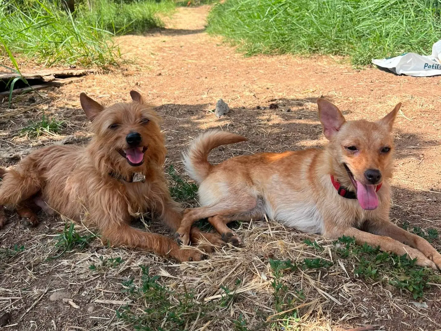 Adotta un cane, maschio, 3 anni e 4 mesi, Trapani