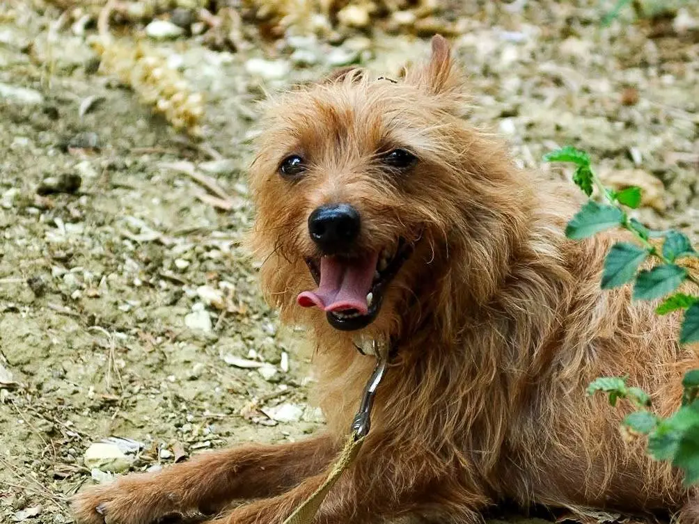 Adotta un cane, taglia piccola, maschio, Trapani