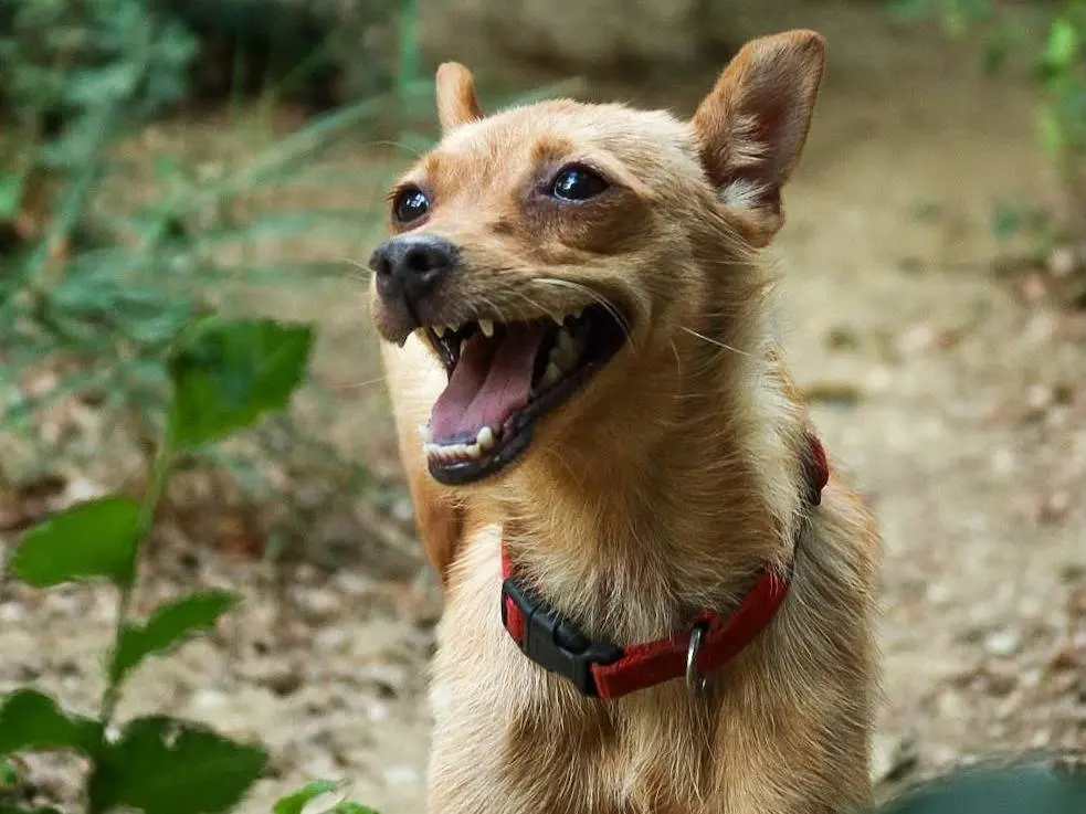 Vuoi adottare un cane a Trapani?